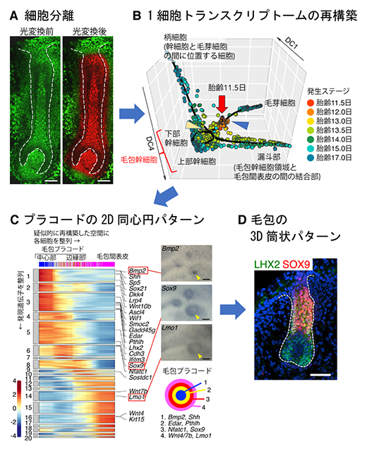 毛包上皮細胞の網羅的1細胞トランスクリプトーム解析の図