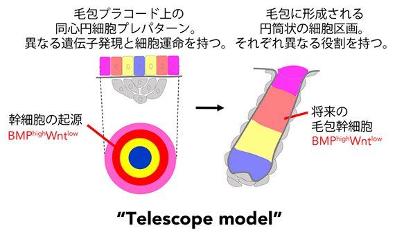 毛包幹細胞の発生起源と新たな毛包発生モデル「テレスコープモデル」の図