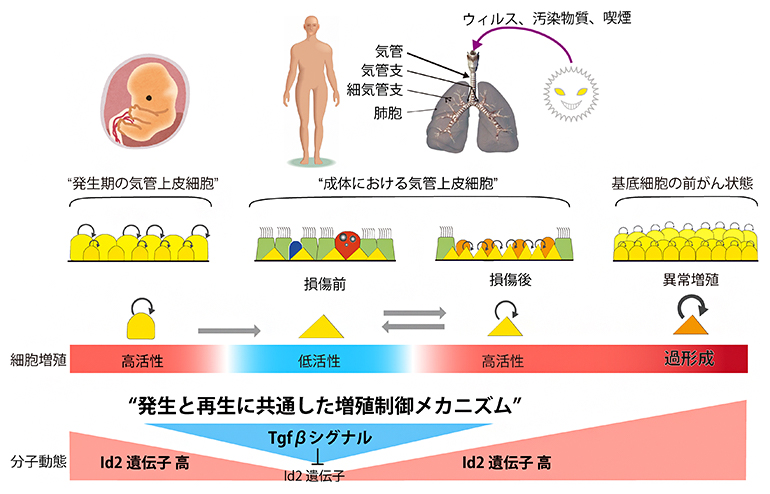 マウス気管上皮細胞の発生と再生に共通する分子メカニズムの図