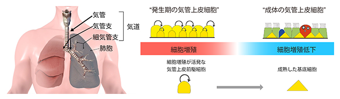 ヒト呼吸器と胎児の気管上皮における基底細胞の出現過程の模式図の画像