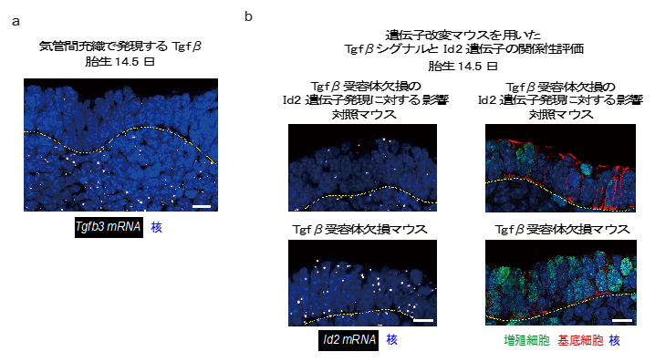 マウス気管間充織細胞から分泌されるTgfβと上皮細胞のId2遺伝子の関係の図