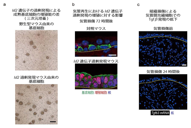 成熟基底細胞でもTgfβ-Id2の関係性と増殖能の制御の図