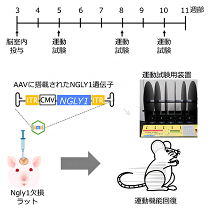 本研究の概要の図