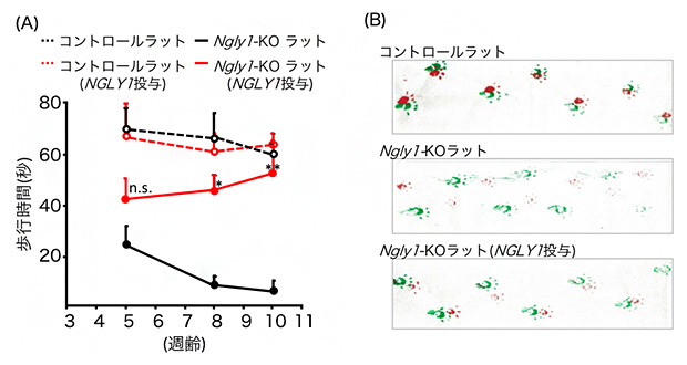 ヒトNGLY1遺伝子導入ラットの運動機能の解析の図