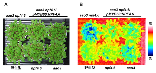 野生型シロイヌナズナおよび各種変異体における葉の表面温度の図