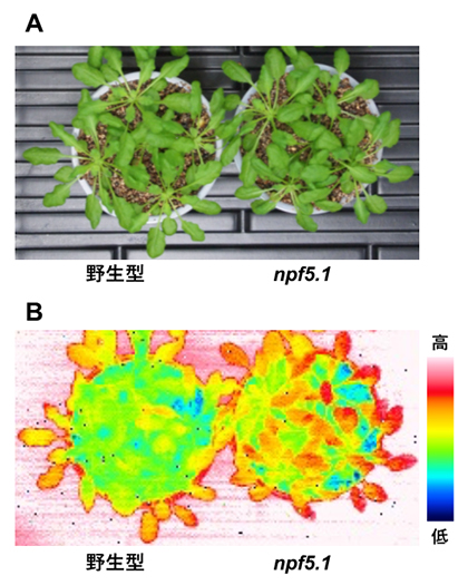 野生型シロイヌナズナおよびnpf5.1変異体における葉の表面温度の図