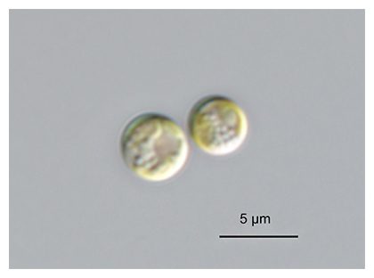 海洋浮遊性のプラシノ藻の一種ピクノコッカスの図