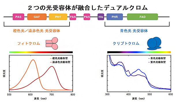 デュアルクロムの機能ドメイン構造と吸光度の図