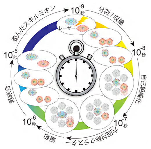 柔軟なスキルミオンが示す超高速サイクルの図