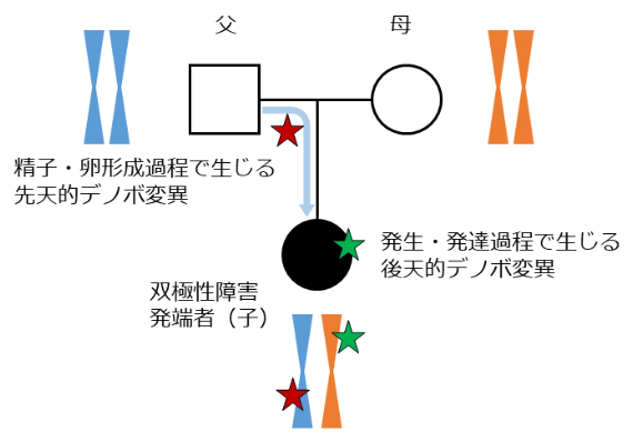 本研究の標的であるデノボ変異の概略図の画像