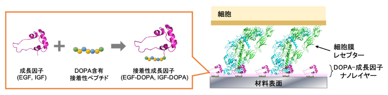 DOPA含有接着性ペプチドを連結した接着性成長因子による材料表面への生理活性付与の図