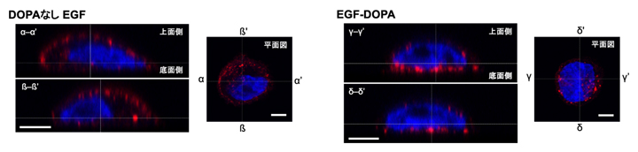 EGF-DOPA固定化表面上での細胞刺激の図