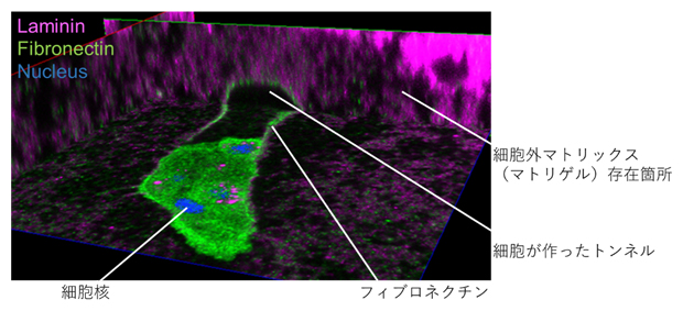 細胞が細胞外マトリックス（マトリゲル）内に作製したトンネルの図