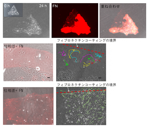 細胞が残すフィブロネクチンによる細胞行動の変化の図