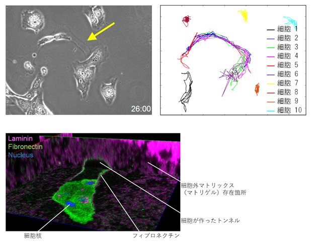 細胞が細胞外マトリックスからの抵抗を弱めてつくった道の図