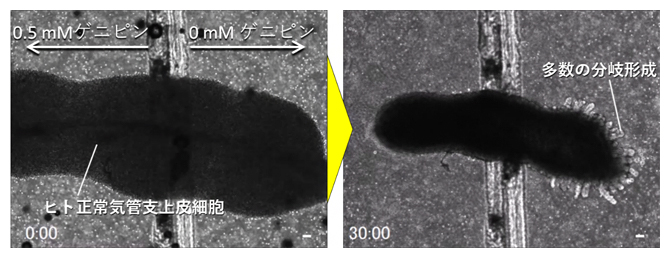 硬さの異なる2種類のゲルの境界で細胞を三次元培養した結果の図