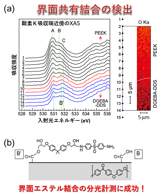 X線吸収分光法（XAS）による接着界面における共有結合（エステル結合）の検出の図