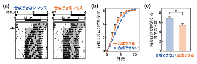 明暗周期の時間帯を6時間ずらした時差ぼけの実験の結果の図