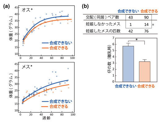 体重や繁殖効率に与えるメラトニンの効果の図