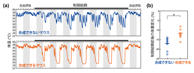 制限給餌による日内休眠の図