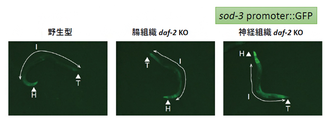 腸組織または神経組織のdaf-2ノックアウトとDAF-16の活性の関係の図