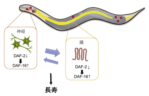 神経と腸組織間のIIS経路を介したフィードバックループによる寿命延長の図