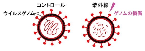 波長253.7nmの紫外線照射によるウイルスRNA損傷を示す概念図の画像