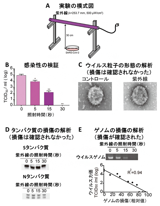 紫外線によるSARS-CoV-2の不活化の検証実験の図