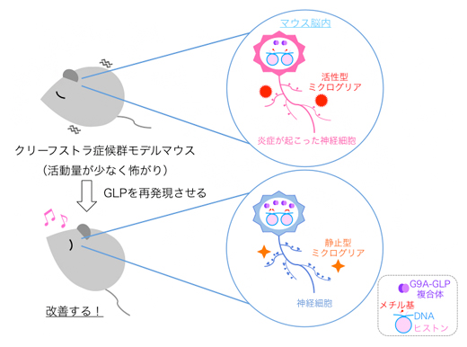 クリーフストラ症候群のモデルマウスにGLPを補充（再発現）すると、行動異常が改善されるの図