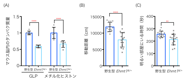 Ehmt1ヘテロ欠損マウス(Ehmt1∆/+マウス)の表現型の脳内と行動解析の図