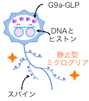 野生型マウスの神経細胞の図