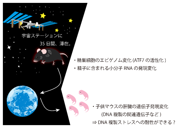 本研究結果の概要の図