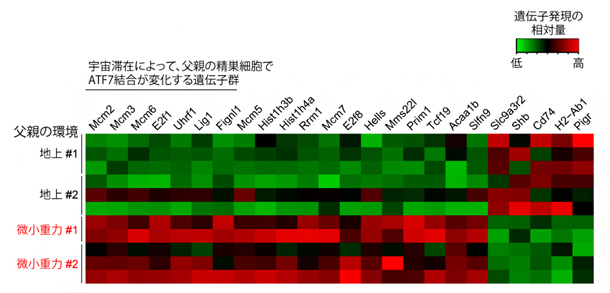 地上または宇宙空間で飼育された父親から生まれた子供マウスの肝臓の遺伝子発現の図