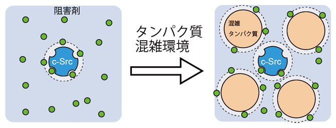 分子(タンパク質)混雑環境における酵素(c-Srcキナーゼ)と阻害剤の結合の図