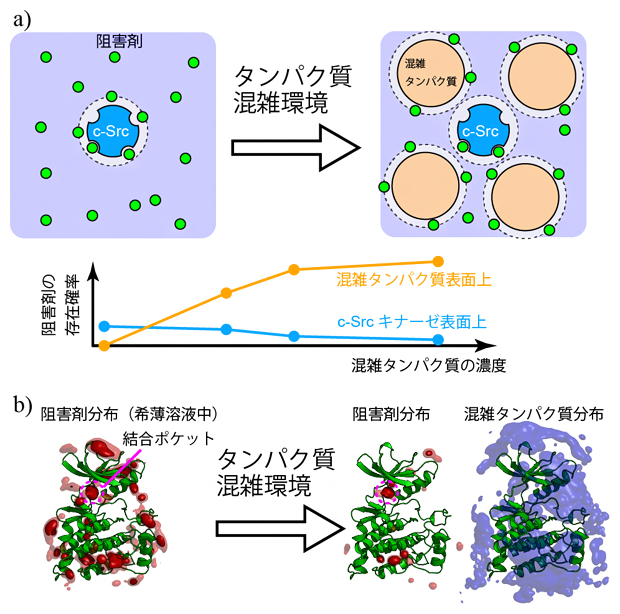 溶液の混雑化がもたらすc-Srcキナーゼと阻害剤の結合の変化の図