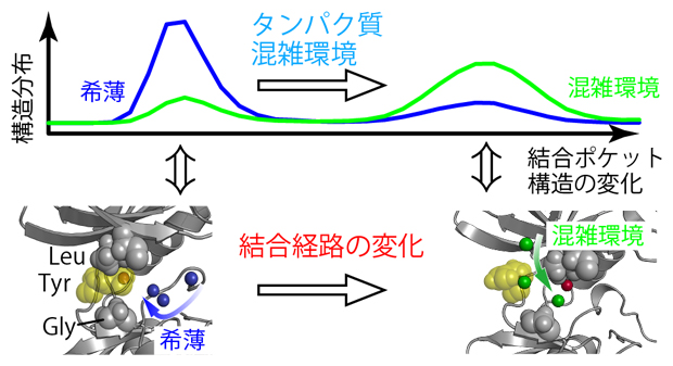 溶液の混雑化に伴う結合ポケットの構造変化と結合経路の変化の図