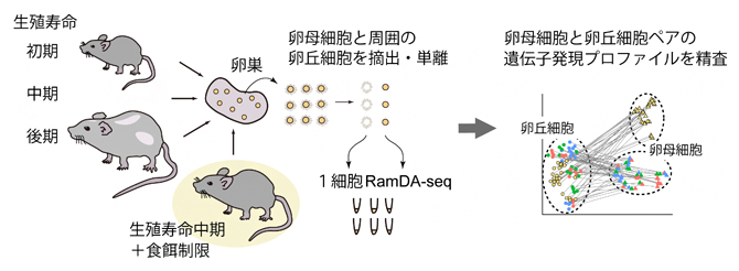 研究の概要の図