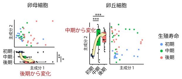 卵母細胞、卵丘細胞から得た遺伝子発現プロファイルの主成分解析の図