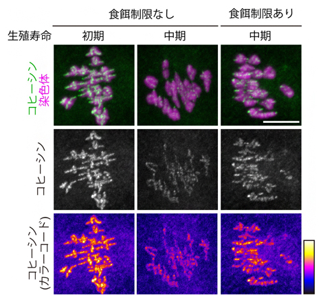 食餌制限による老化依存的なコヒーシンの減少の抑制の図