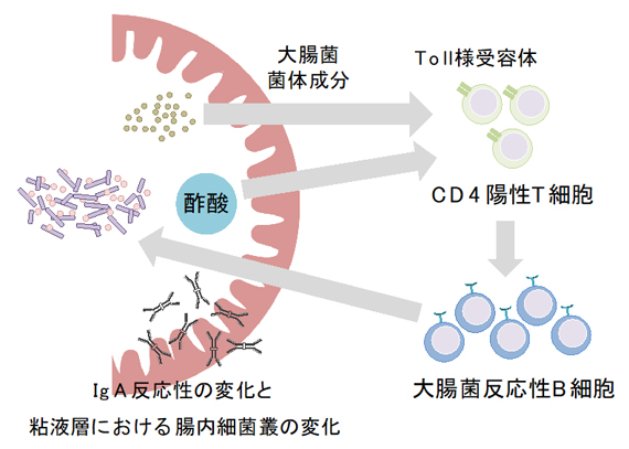 酢酸は、IgAの腸内細菌反応性のバランスを変化させて腸内細菌を制御するの図