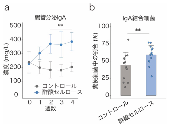 酢酸によるIgA産生および腸内細菌結合率の増加の図