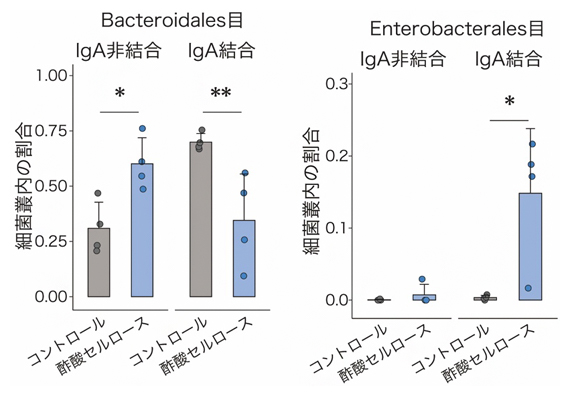 酢酸によるIgA結合細菌パターンの変化の図