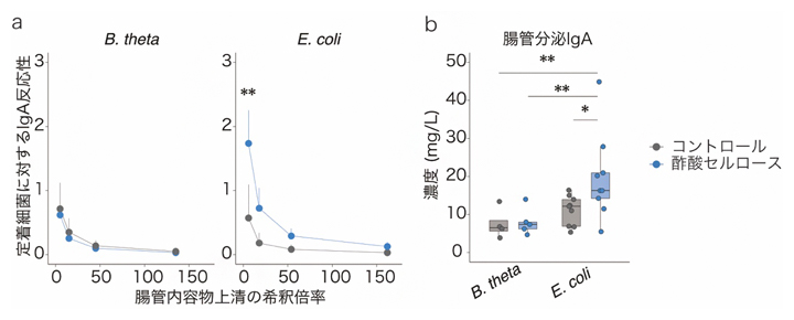 酢酸による腸内細菌依存的なIgA産生の増加の図