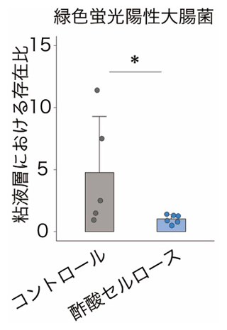 酢酸とIgAによる大腸菌の粘液層侵入に対する効果の図