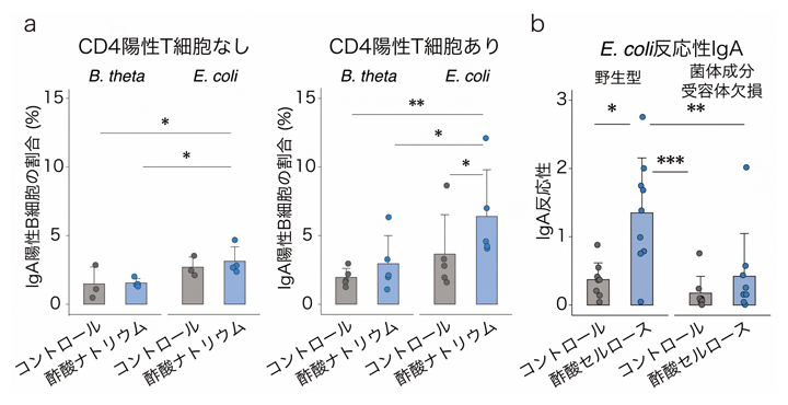 酢酸と菌体成分によるCD4陽性T細胞を介したIgA反応性の変化の図