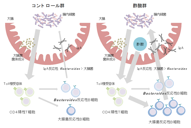 本研究結果の概要の図