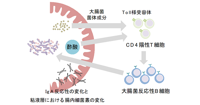 酢酸による免疫グロブリンaの機能制御 理化学研究所