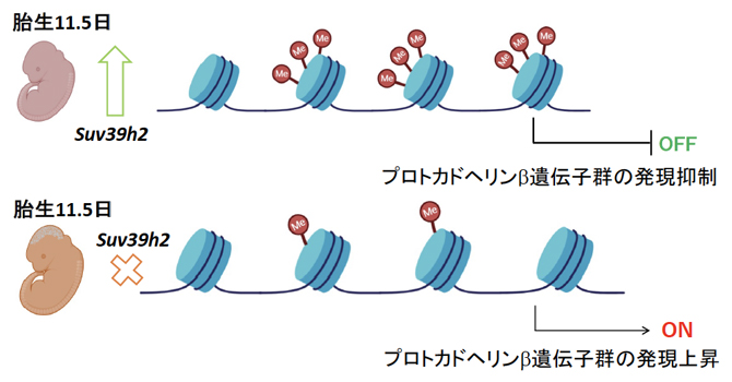 Suv39h2遺伝子の欠損は、胎生期にプロトカドヘリン 遺伝子群の発現過剰を招く（下段）の図