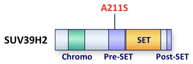 SUV39H2タンパク質のドメイン構造とA211S変異の図