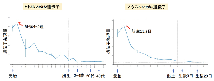 SUV39H2（ヒト）/Suv39h2（マウス）の脳発生・発達依存的遺伝子発現変化の図